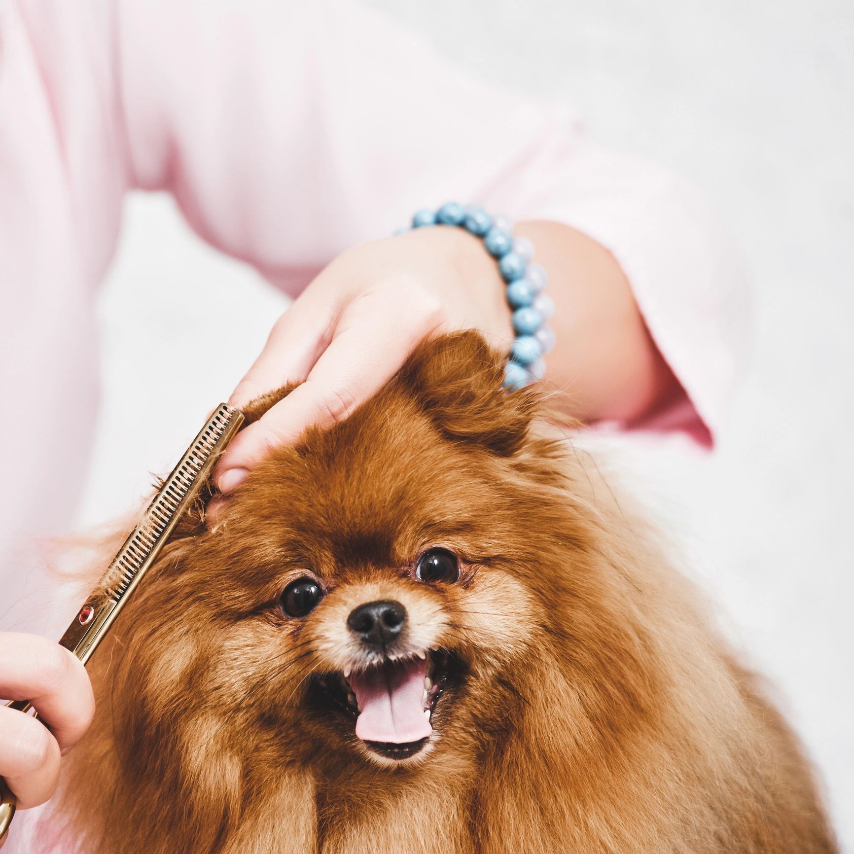 Pomeranian after grooming