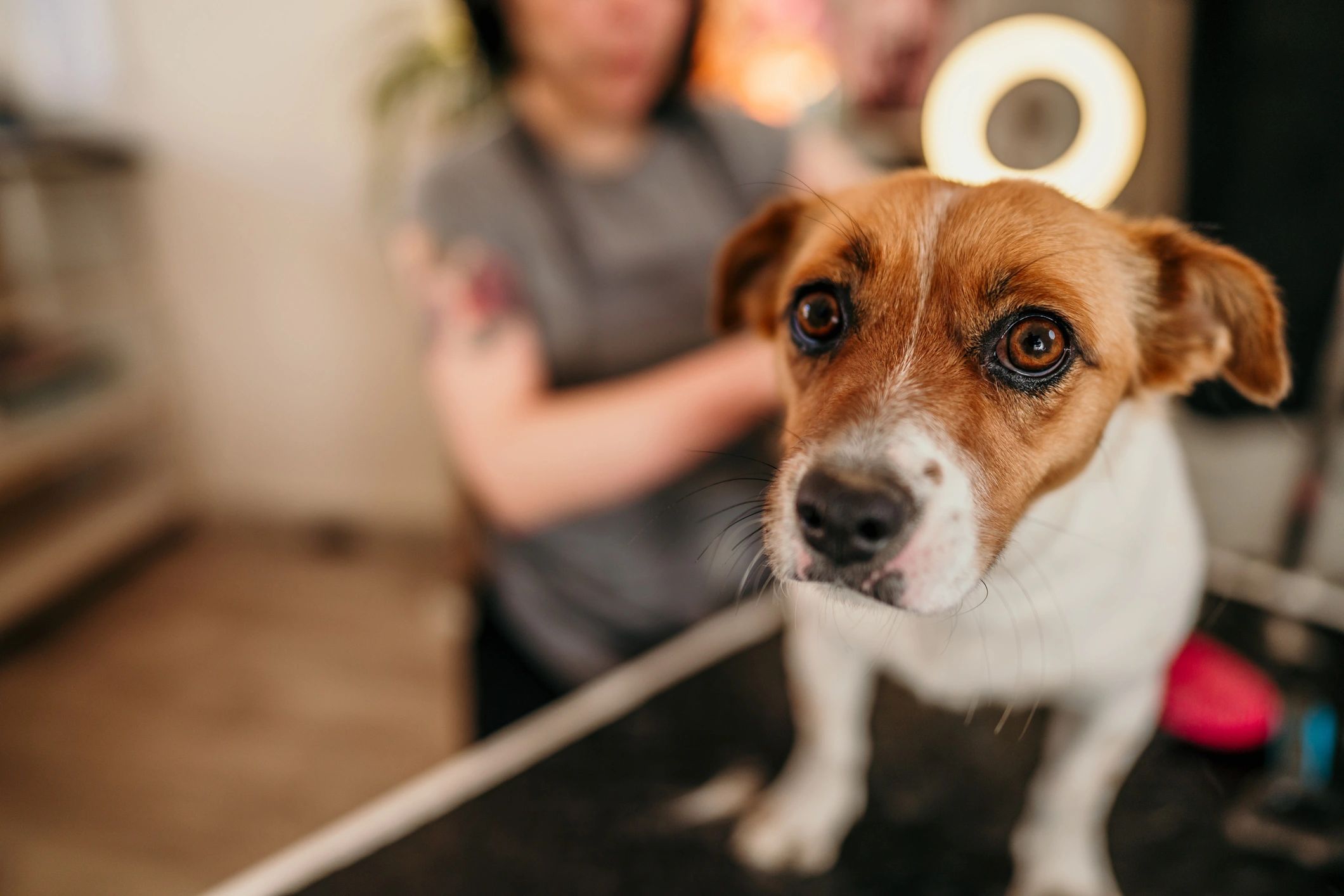 Dog waiting calmly on a grooming table