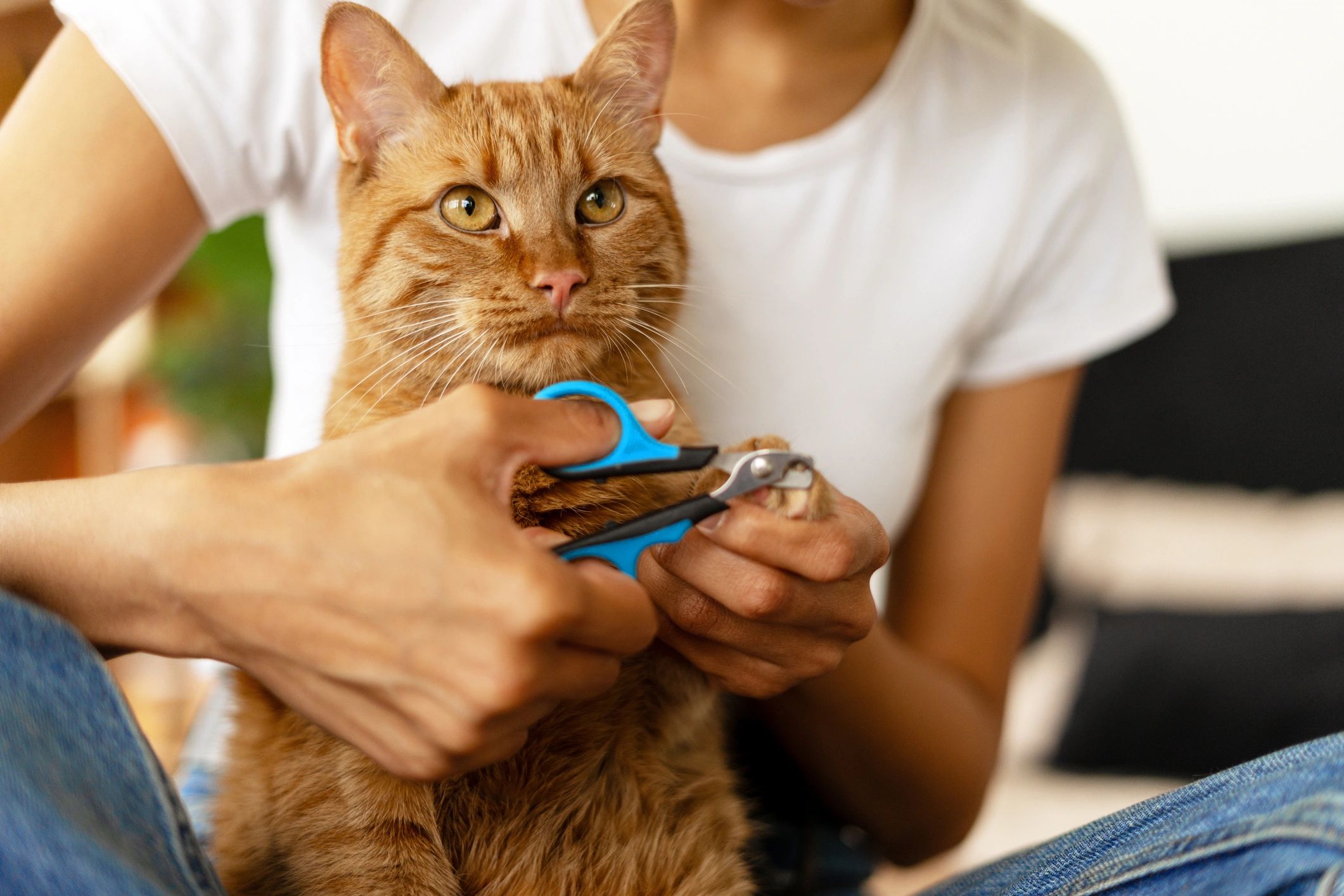 Woman Trimming Cat's Claws at Home