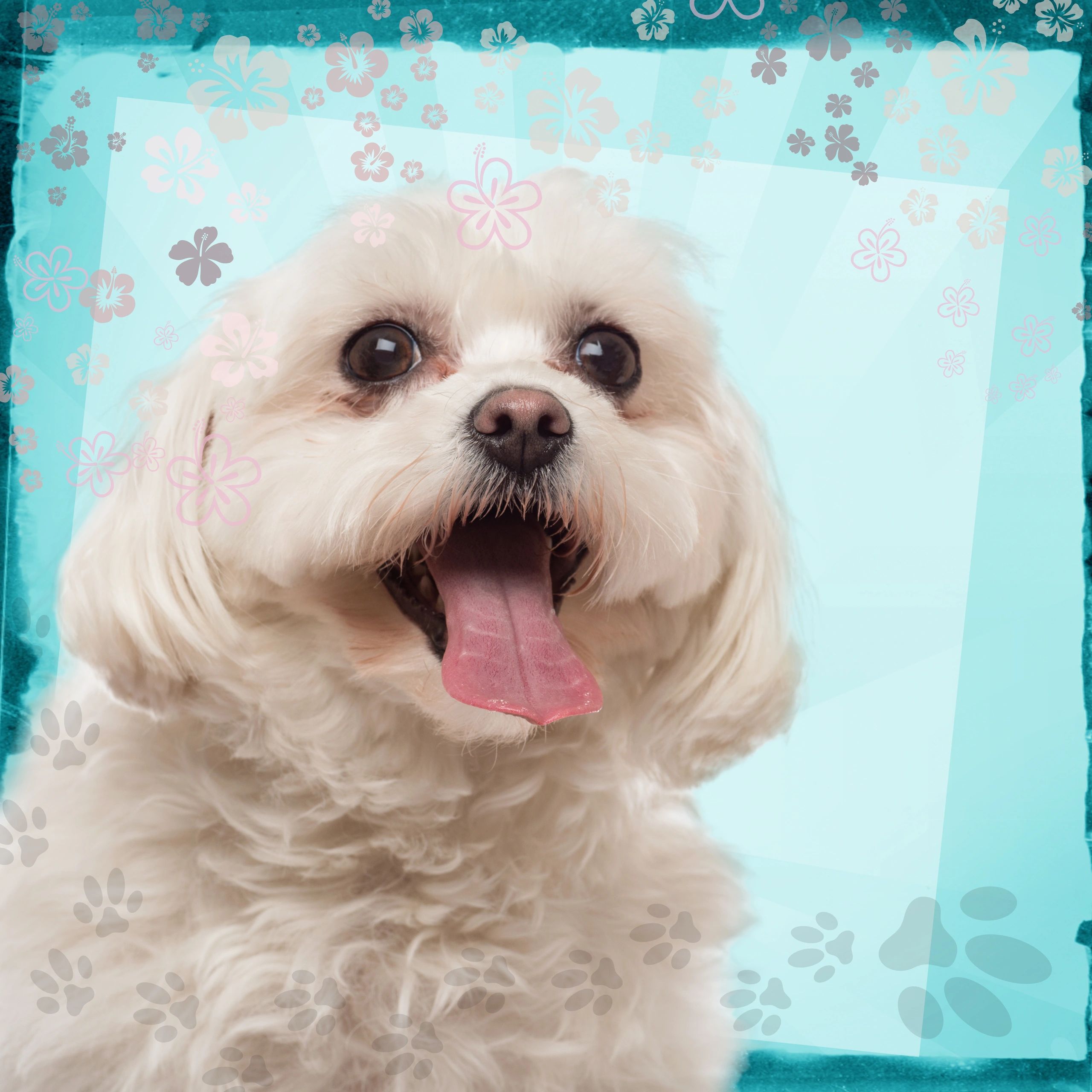 Close-up of a groomed Maltese